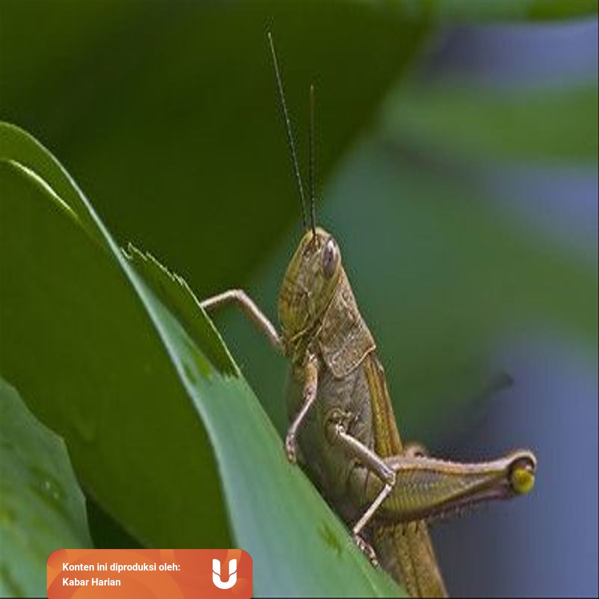 Mengenal Organ Gerak Belalang Dan Fungsinya Kumparan Com Mengenal Organ Gerak Belalang Dan Fungsinya Kumparan Com