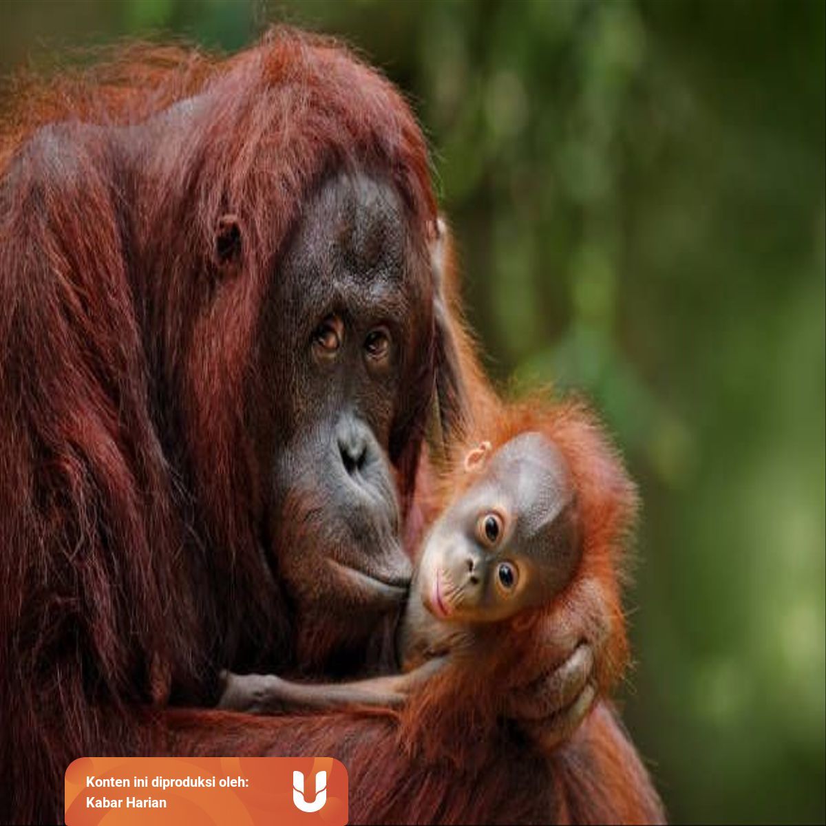 Sebutkan Jenis Hewan Langka Dari Setiap Pulau Di Indonesia Kumparan Com