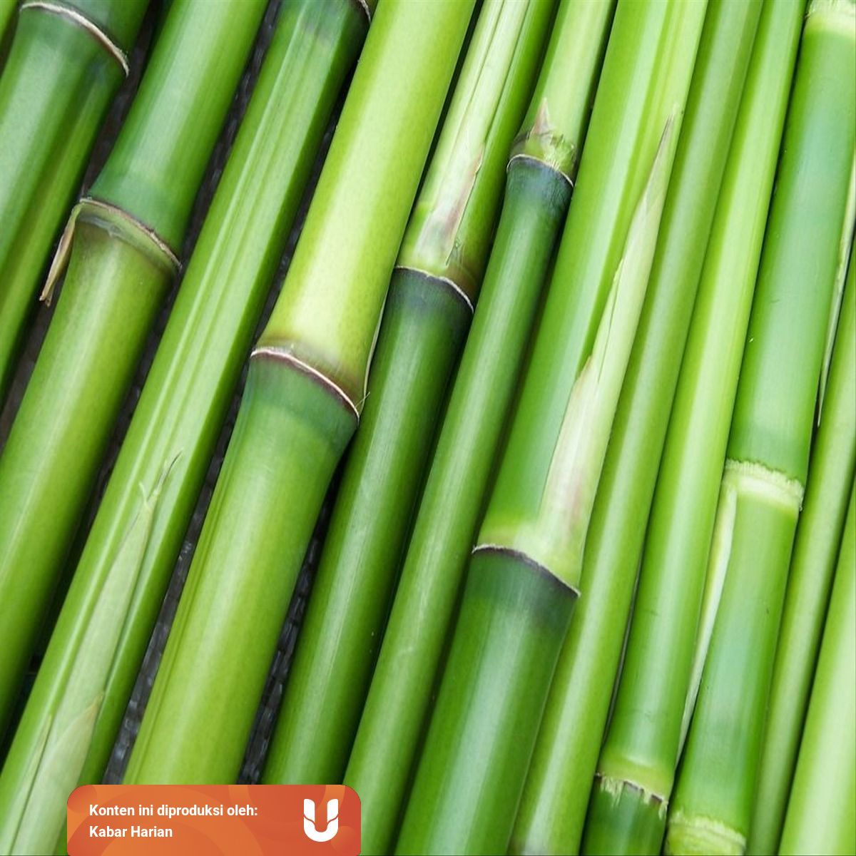 Bagaimana Cara Bambu Berkembang Biak Ini Penjelasannya Kumparan Com Bagaimana Cara Bambu Berkembang Biak Ini Penjelasannya Kumparan Com