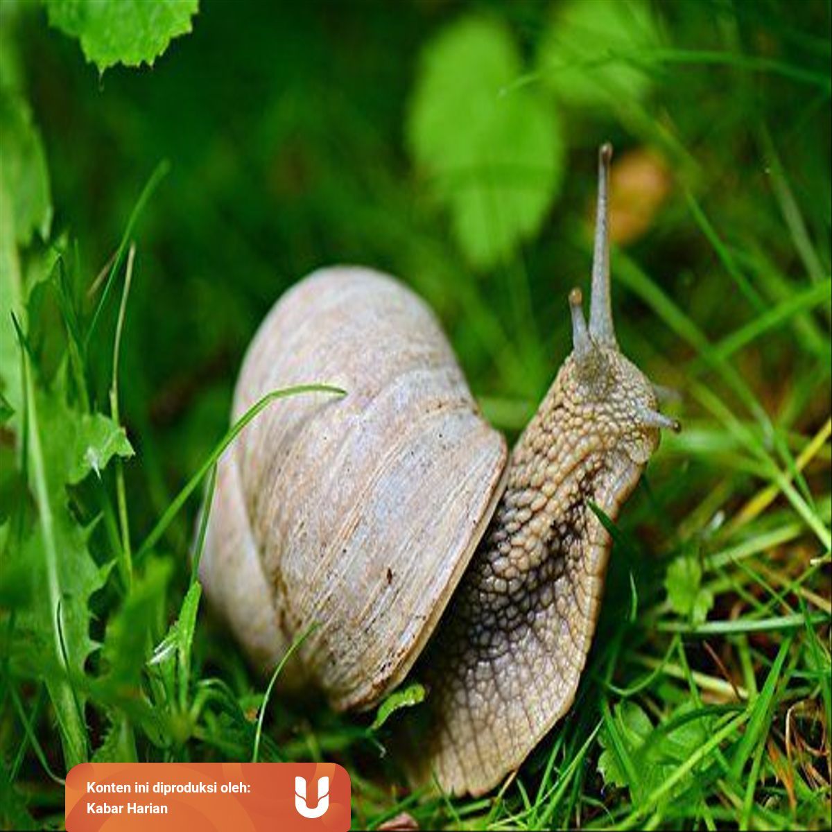 Organ Gerak Hewan Avertebrata Dari Rangka Sederhana Hingga Rangka Eksoskleton Kumparan Com Organ Gerak Hewan Avertebrata Dari Rangka Sederhana Hingga Rangka Eksoskleton Kumparan Com