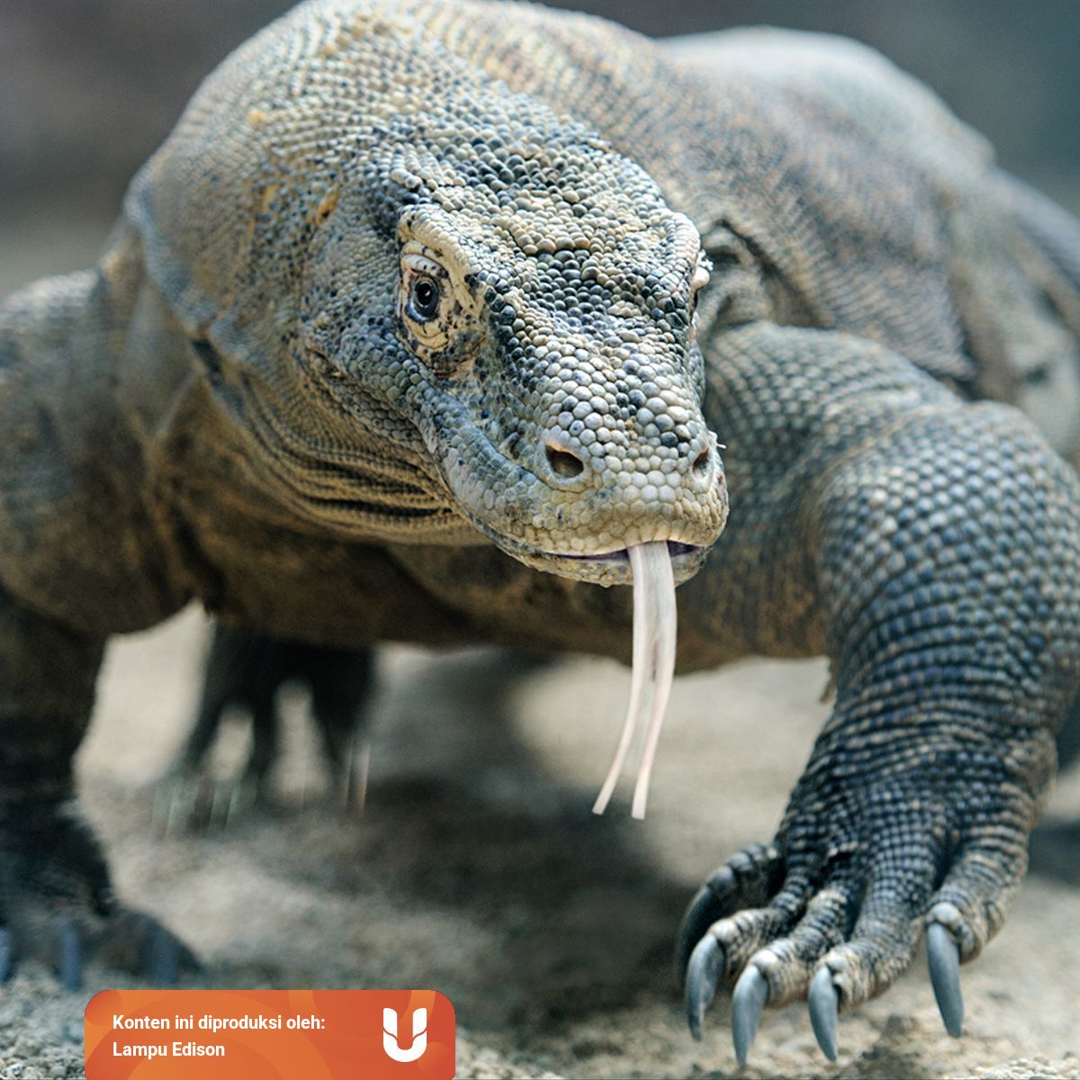 Komodo Betina Tidak Selalu Memerlukan Komodo Jantan Untuk Berkembang Biak Kumparan Com Komodo Betina Tidak Selalu Memerlukan Komodo Jantan Untuk Berkembang Biak Kumparan Com