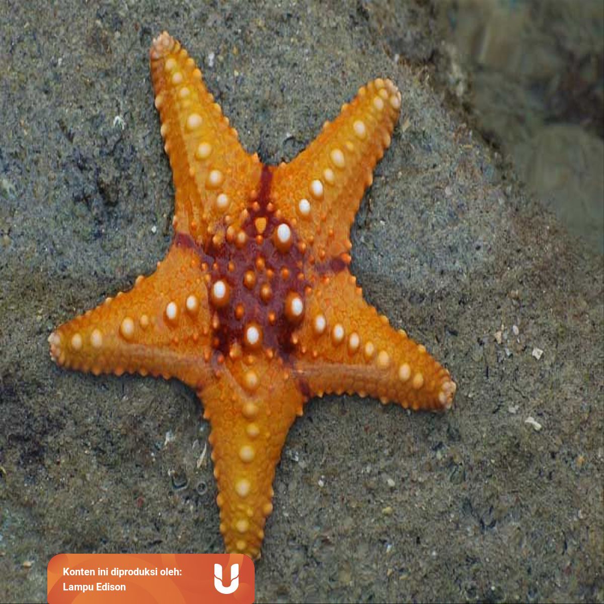 Fakta Fakta Menarik Mengenai Bintang Laut Kumparan Com