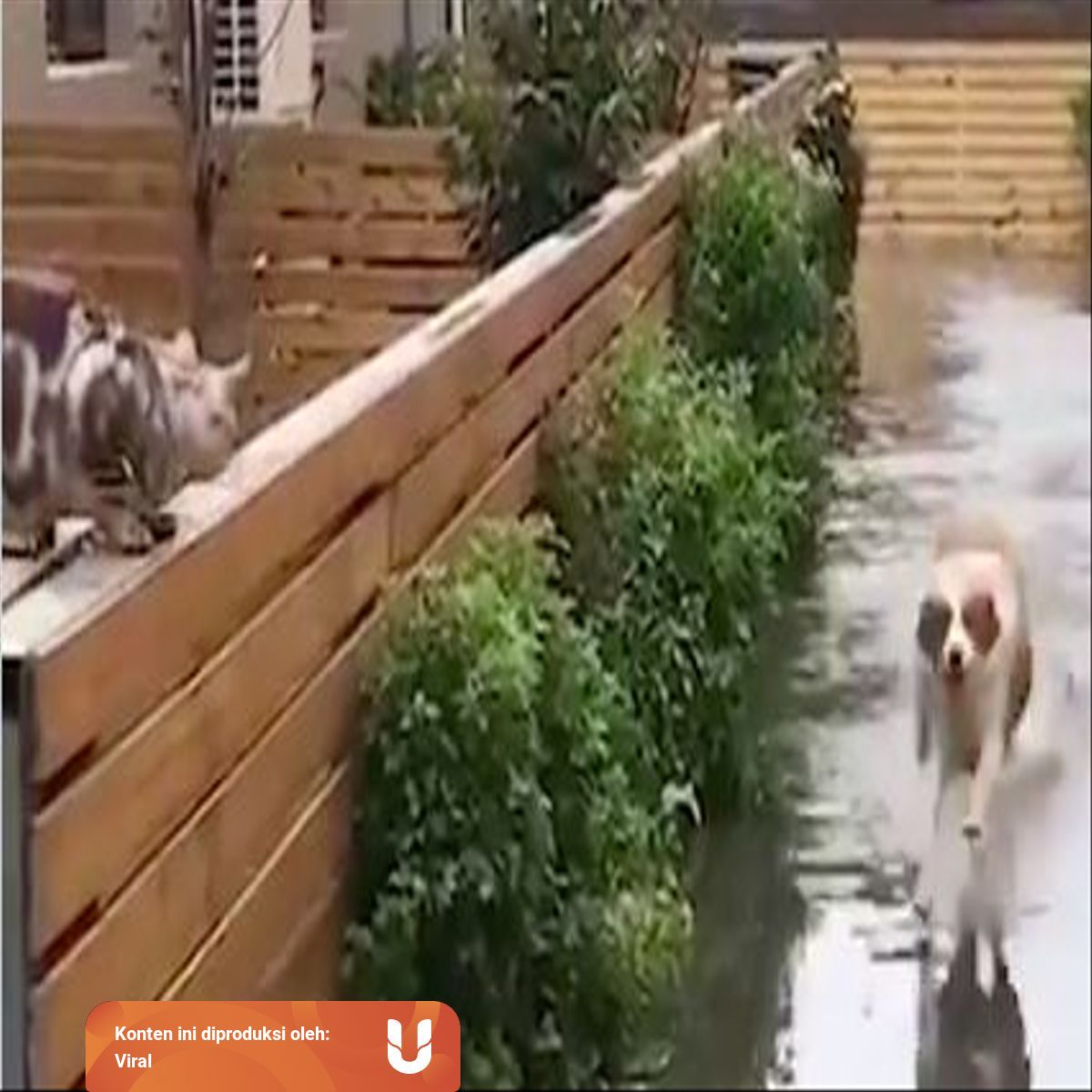 Kocak Kucing Ini Bingung Lihat Anjing Berjalan Di Air Kumparan Com