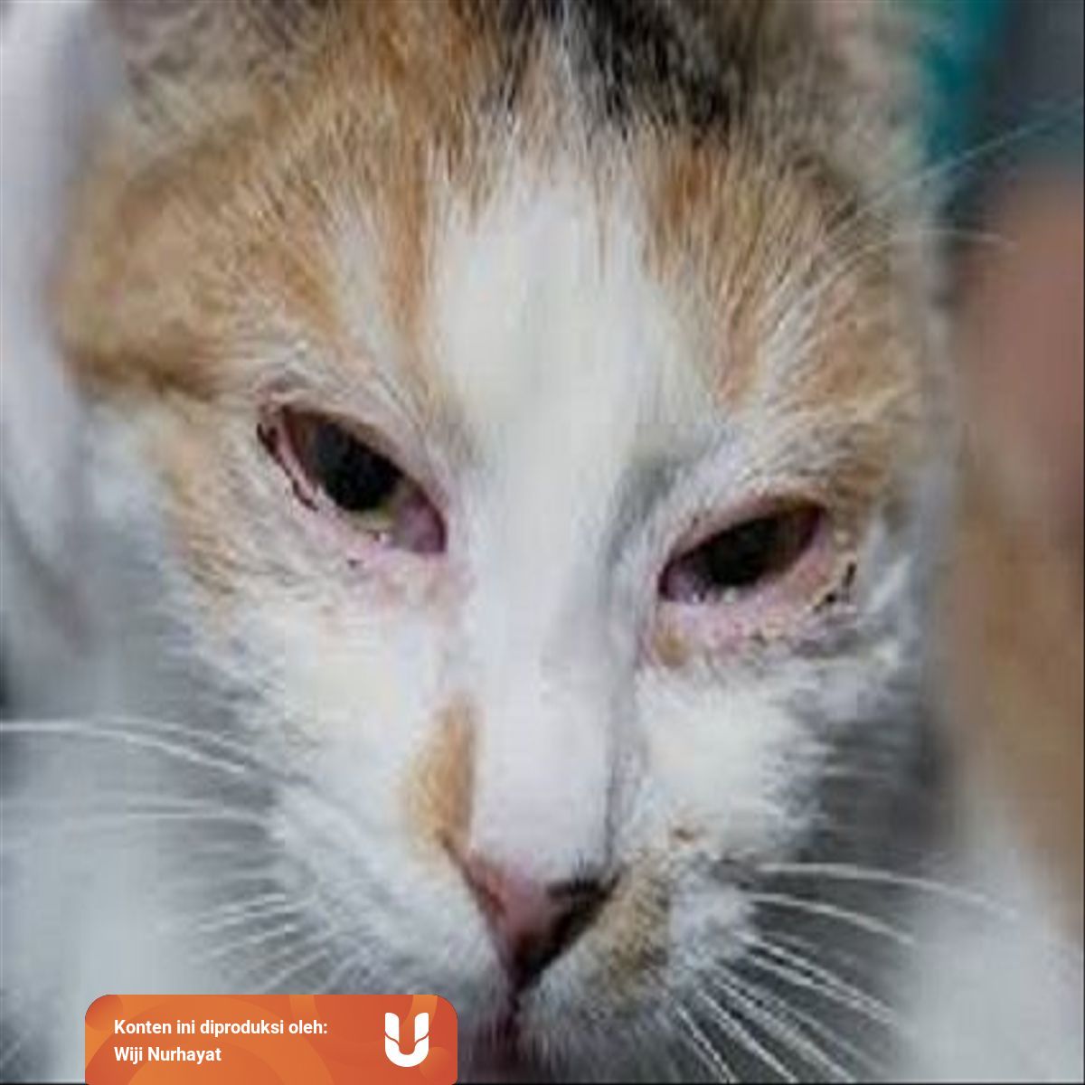 Flu Kucing Perhatikan Gejala Dan Cara Mengobatinya Kumparan 