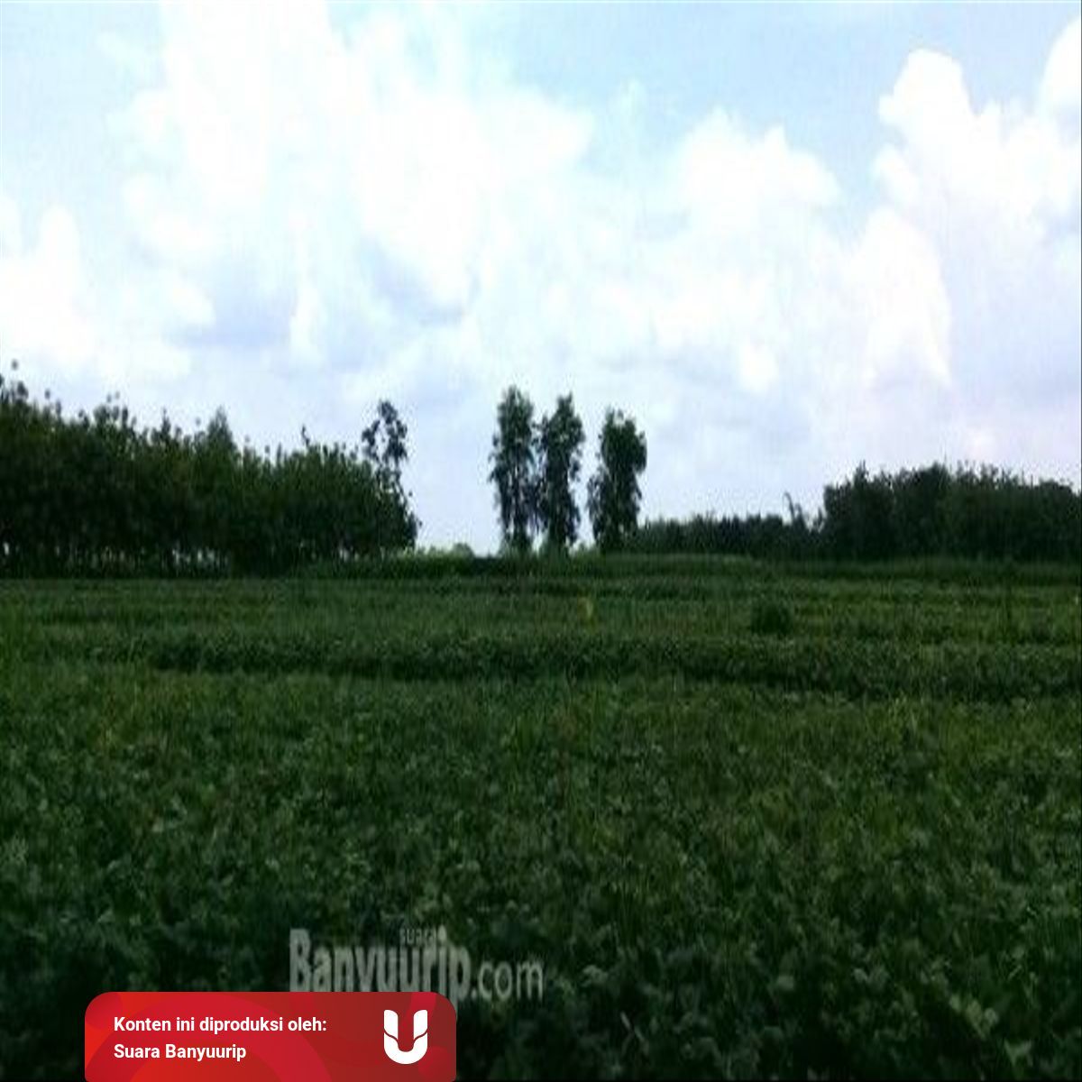 Dari Petani Rp3000 Disewakan Ke Emcl Rp300 000 Kumparan Com