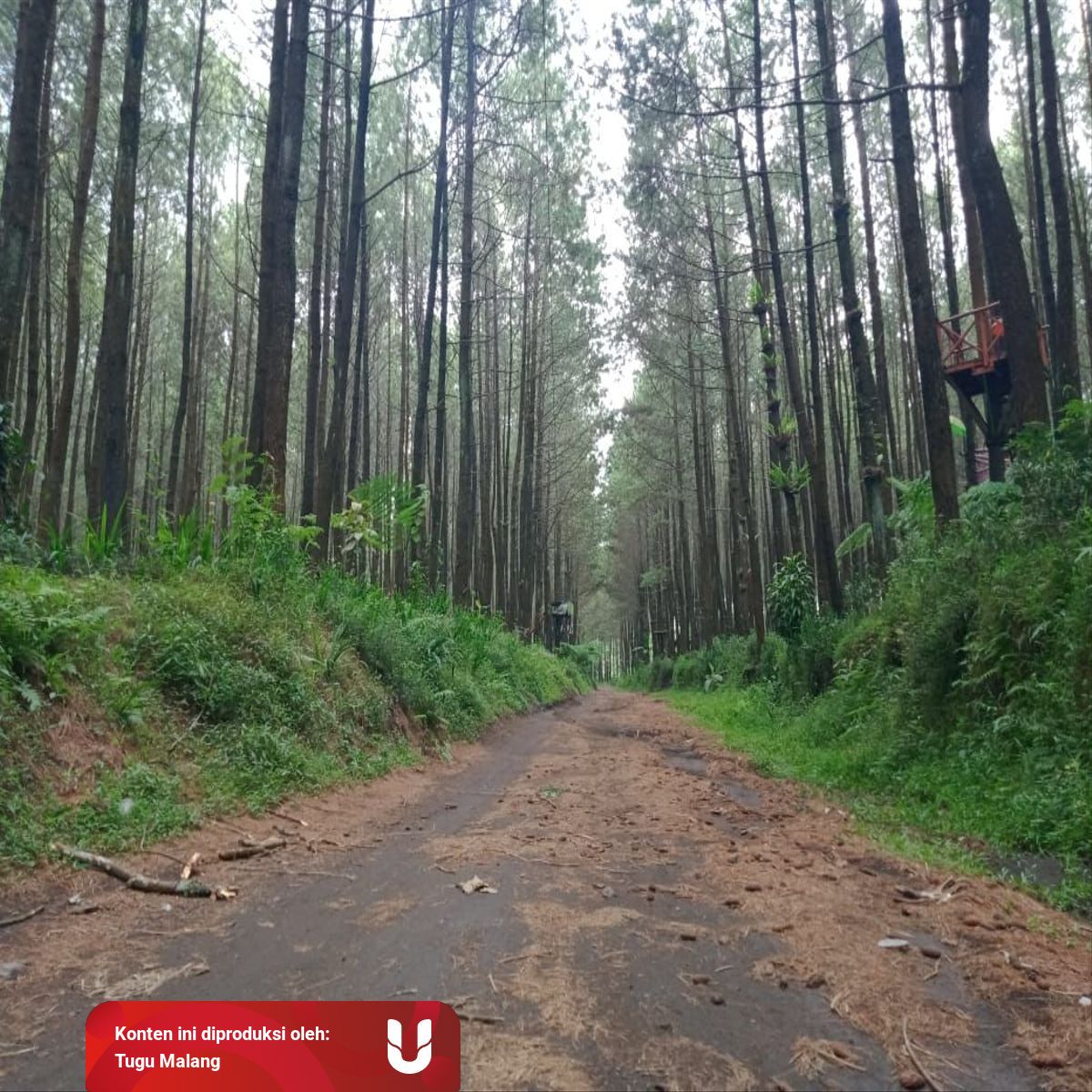 Wajak Semeru - Managament-Journal-Travelling: Wisata Alam Baru Hutan ... / Akses jalan ke hps yang masuk wilayah desa.