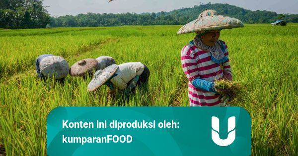 Peringati Hari Pangan Sedunia Unilever Ajak Masyarakat Lebih Cinta Pangan Lokal Kumparan Com<script async src=