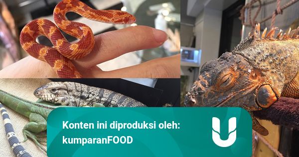 5 Restoran Yang Menyajikan Konsep Bersantap Bersama Hewan Kumparan Com 5 Restoran Yang Menyajikan Konsep Bersantap Bersama Hewan Kumparan Com