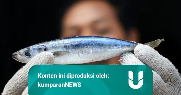 Mengenal Alat Tangkap Dan Jenis Ikan Yang Dihasilkan Kumparan Com