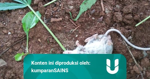 Garagara Makan Daun Ganja, Tikus Ini 'Ngefly' Sampai