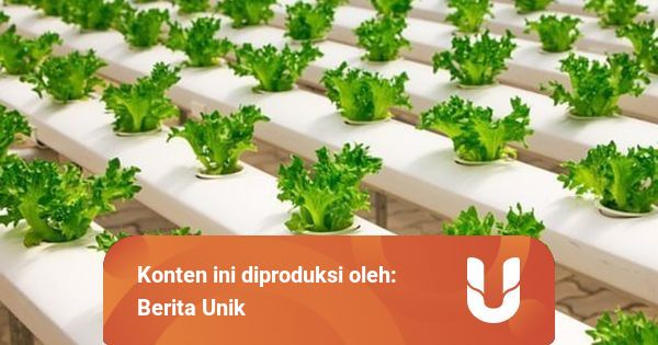 Teknologi Reproduksi Pada Tumbuhan