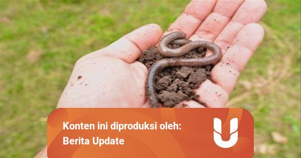 Mengenal Alat Dan Sistem Pernapasan Cacing Tanah Yang Unik Kumparan Com