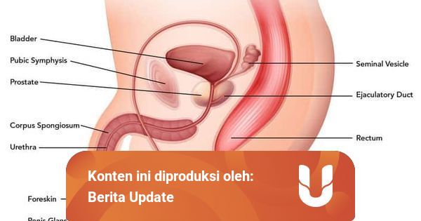 Sistem Reproduksi Ketahui Bagian Luar Dan Dalam Alat Reproduksi Pria Kumparan Com