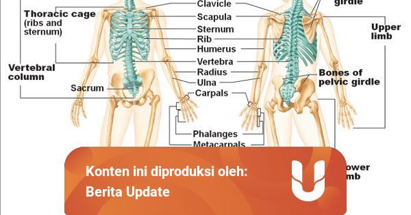 Fungsi Rangka Manusia Sebagai Struktur Penyusun Tubuh Kumparan Com