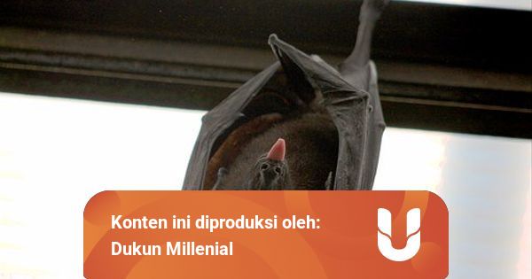 Mitos Kelelawar Masuk Rumah Kumparan Com