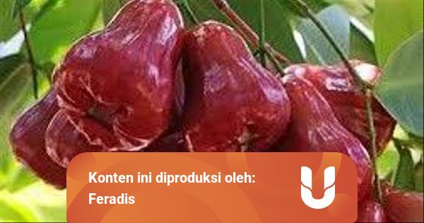 Cara Mencegah Jambu Agar Tidak Berulat Dan Busuk Kumparan Com