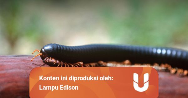 Berapa Jumlah Kaki Yang Dimiliki Kaki Seribu Kumparan Com Berapa Jumlah Kaki Yang Dimiliki Kaki Seribu Kumparan Com