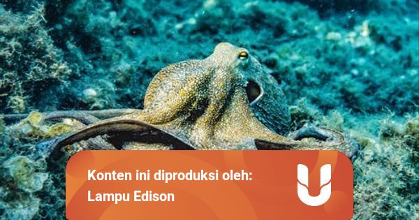 Gurita Hewan Dengan Tiga Jantung Kumparan Com