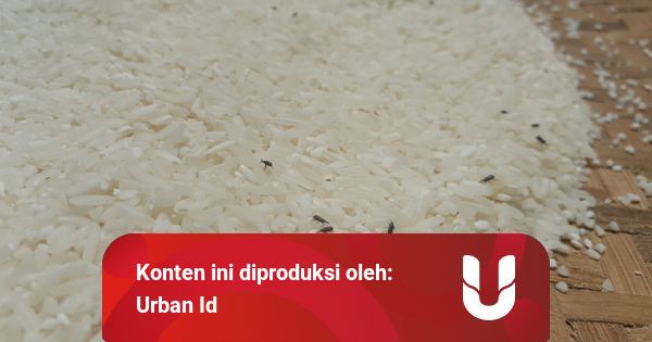 7 Cara Sederhana Mengusir Kutu Beras Kumparan Com 7 Cara Sederhana Mengusir Kutu Beras Kumparan Com