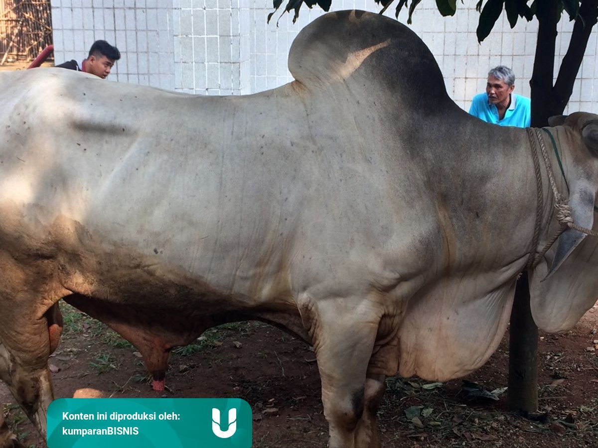 Lebih Banyak Untung Peternak Pilih Jual Sapi Betina Produktif Kumparan Com