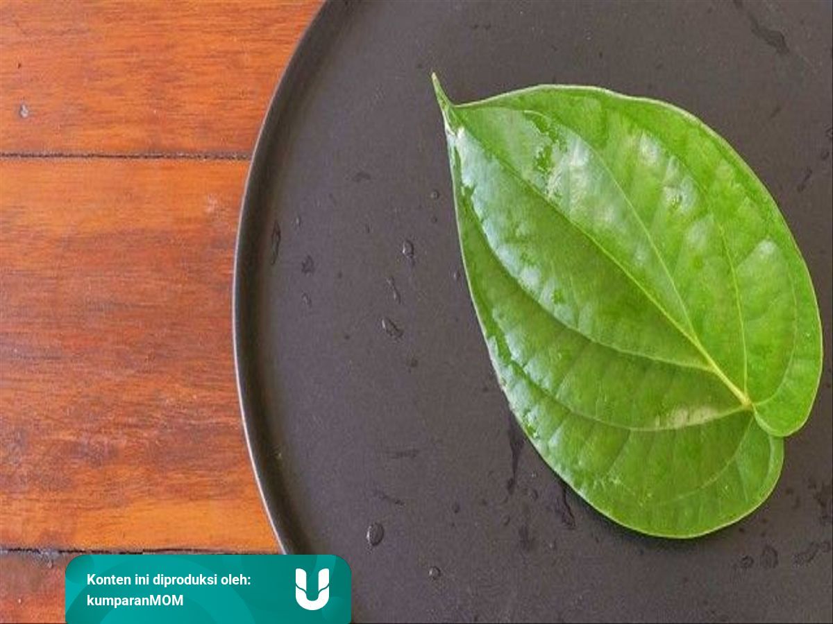 Konsumsi Daun Sirih Saat Hamil B Enggak Ya Kumparan  Konsumsi Daun Sirih Saat Hamil B Enggak Ya Kumparan