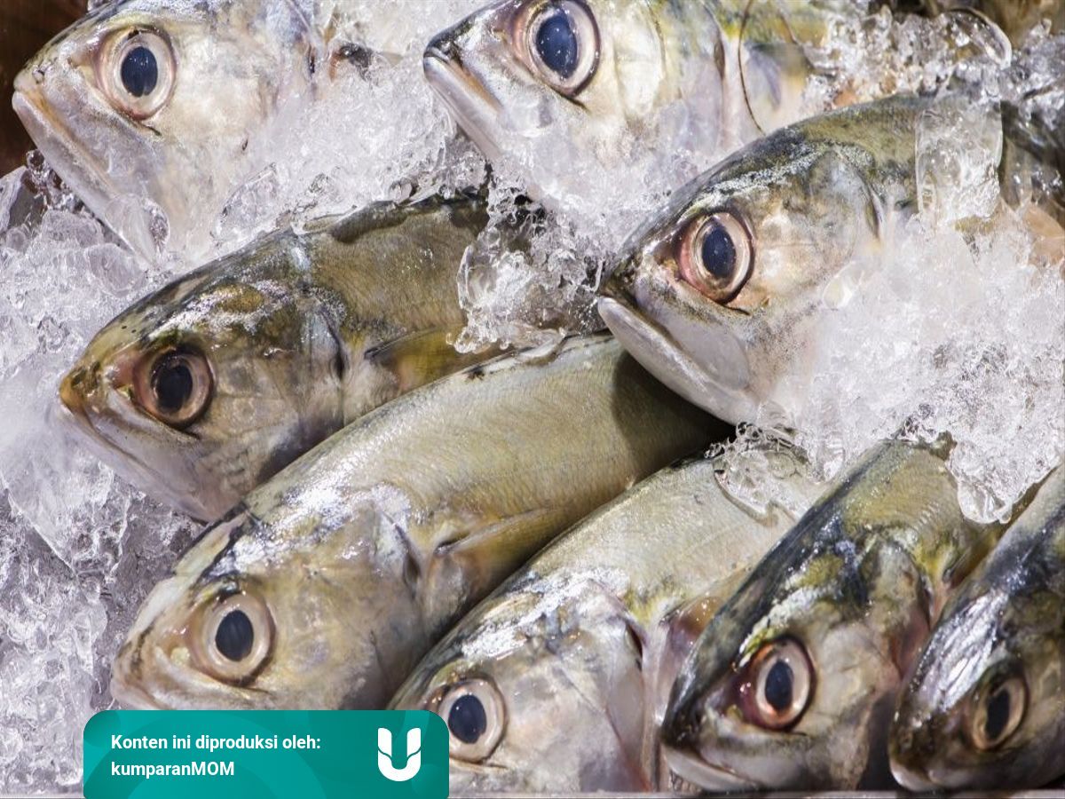 Tak Perlu Beli Salmon Impor Ini 7 Jenis Ikan Lokal Bergizi Tinggi Kumparan Com Tak Perlu Beli Salmon Impor Ini 7 Jenis Ikan Lokal Bergizi Tinggi Kumparan Com