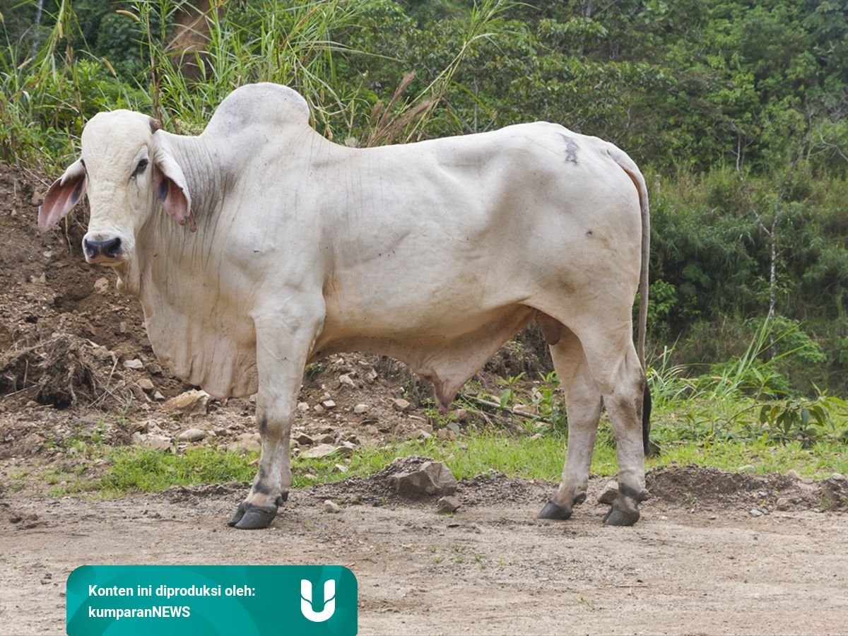Mengenal Sapi Brahman Yang Jadi Hewan Kurban Sri Mulyani Kumparan Com