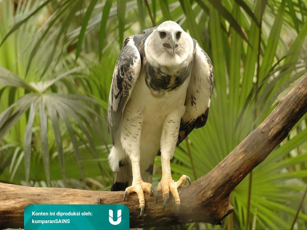 Mengenal Harpy Eagle Burung Elang Raksasa Sebesar Manusia Remaja Kumparan Com