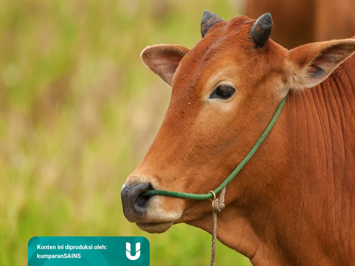 Dasar Klasifikasi Makhluk Hidup Dari Persamaan Hingga Ciri Bentuknya Kumparan Com