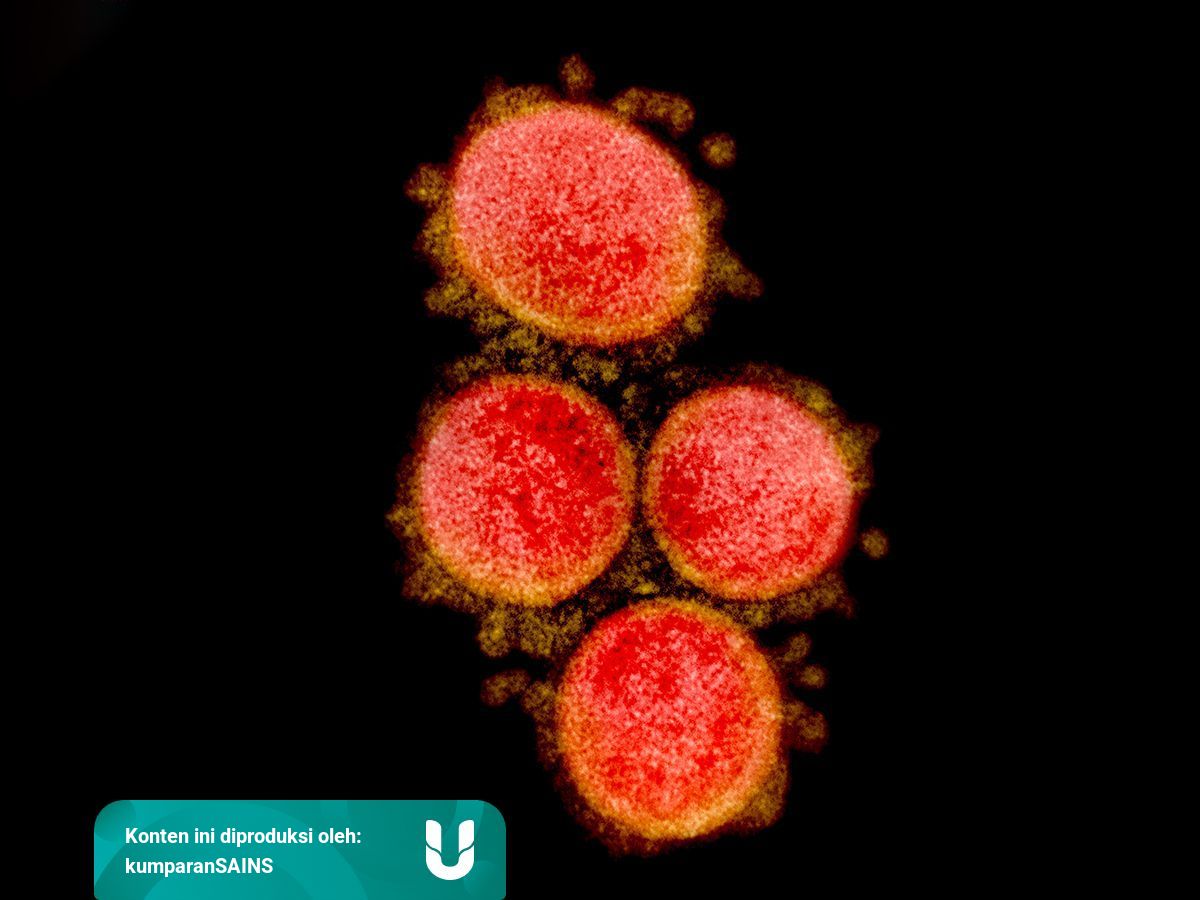 Sifat Virus Corona Berkembang Biak Replika Diri Dan Bermutasi Kumparan Com