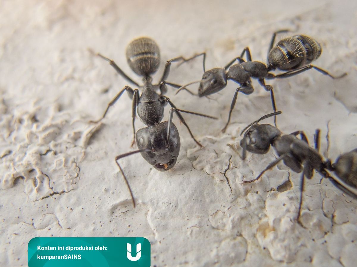 Mengenal Hari Semut Terbang Musim Jutaan Semut Terbang Serbu Inggris Kumparan Com