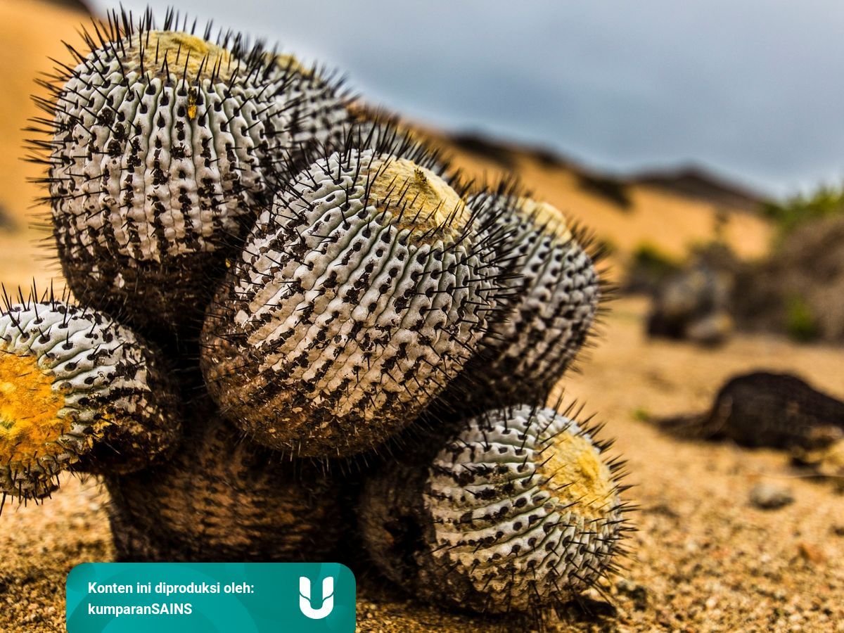 Kaktus Super Langka Seharga Rp 17 1 Miliar Berhasil Diselamatkan Kumparan Com