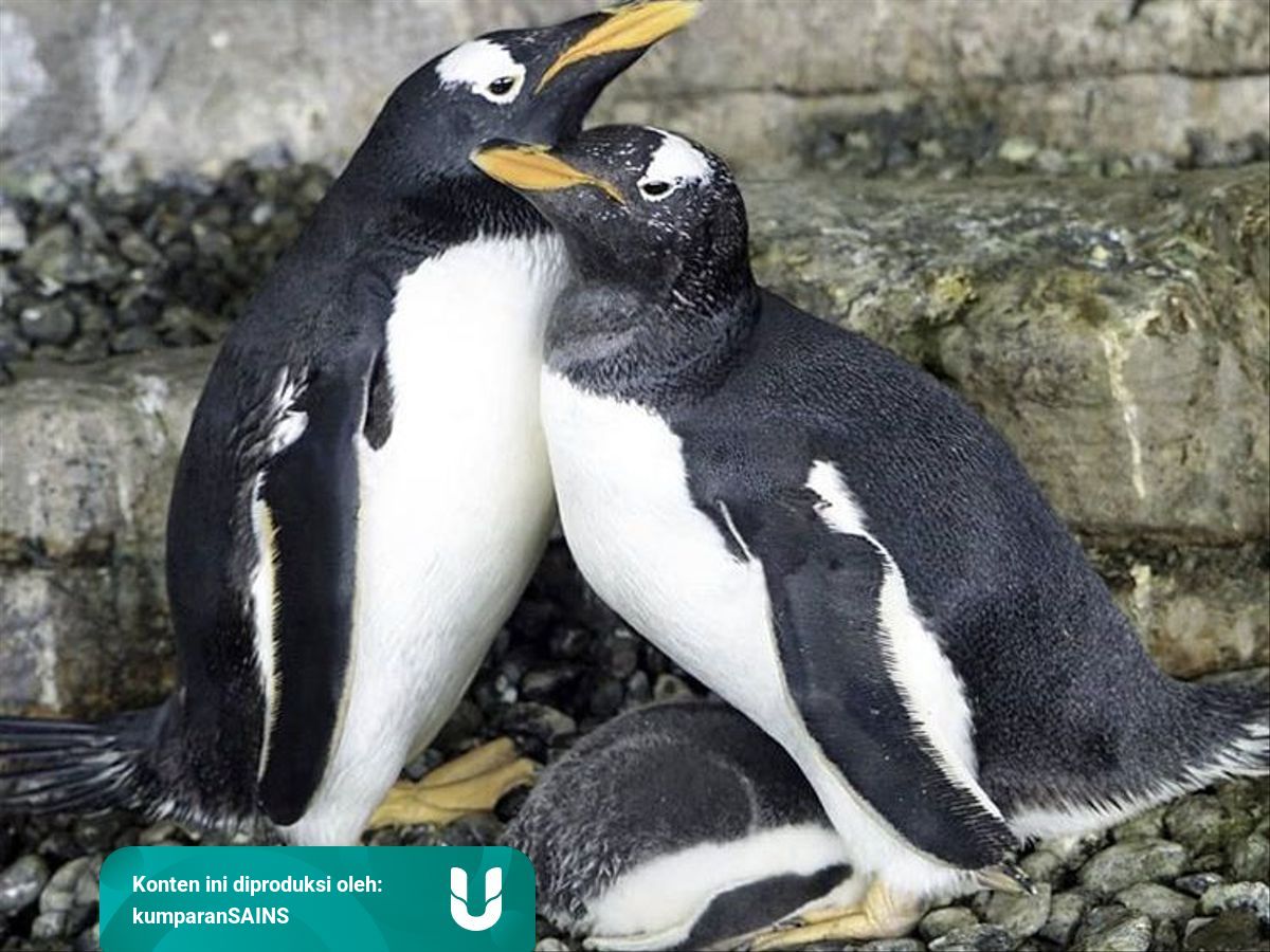 Sepasang Penguin Betina Ini Berhasil Punya Anak Kok Bisa Kumparan Com Sepasang Penguin Betina Ini Berhasil Punya Anak Kok Bisa Kumparan Com