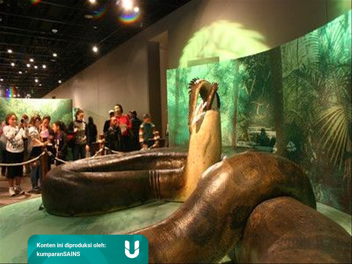 Mengenal Titanoboa Ular Monster Terbesar Di Dunia Pemangsa Buaya Dewasa Kumparan Com