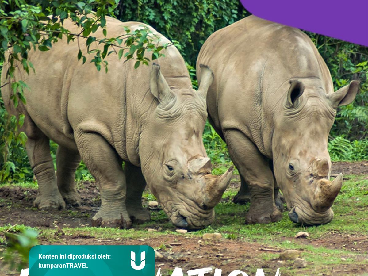 Taman Nasional Ujung Kulon Surga Alam Di Provinsi Banten Kumparan Com Taman Nasional Ujung Kulon Surga Alam Di Provinsi Banten Kumparan Com