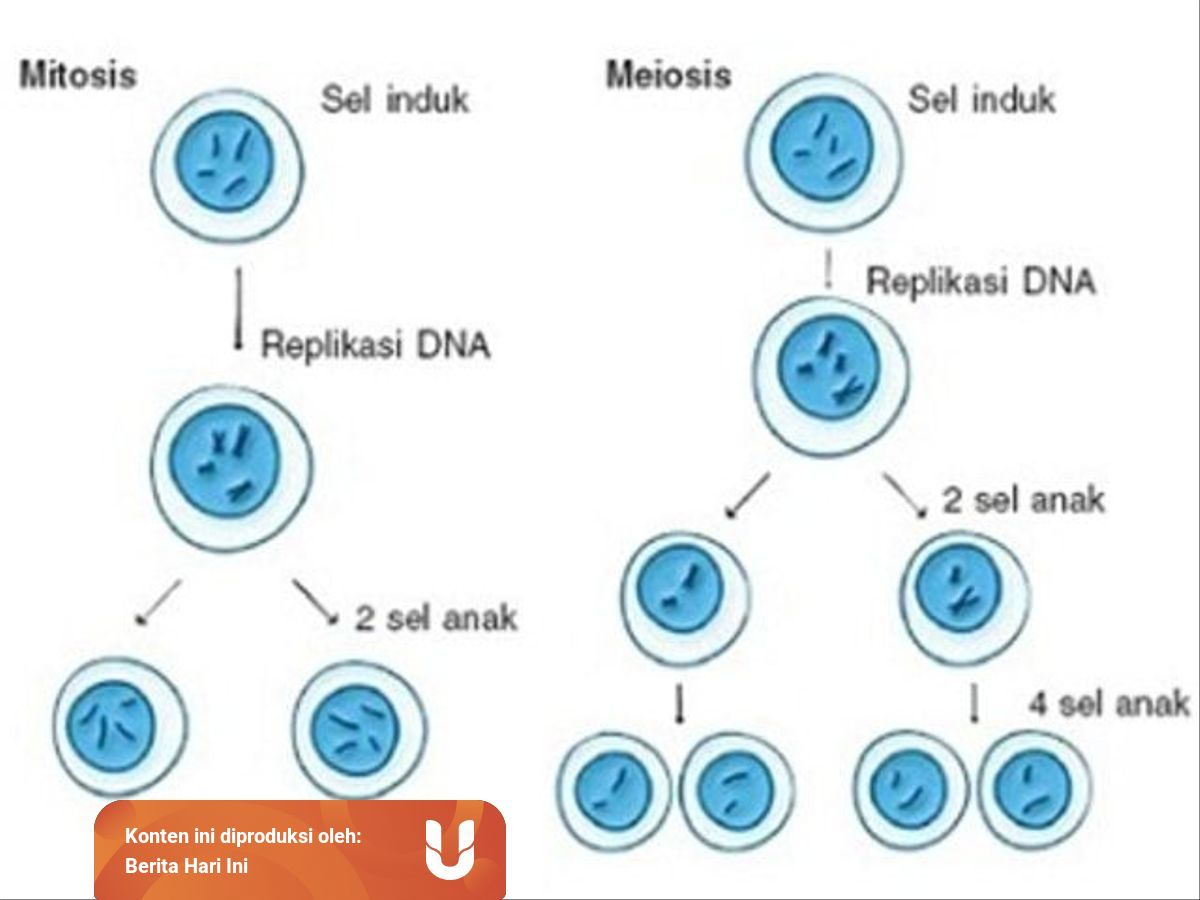 Perbedaan antara pembelahan mitosis dan meiosis dalam tabel berikut yang benar adalah