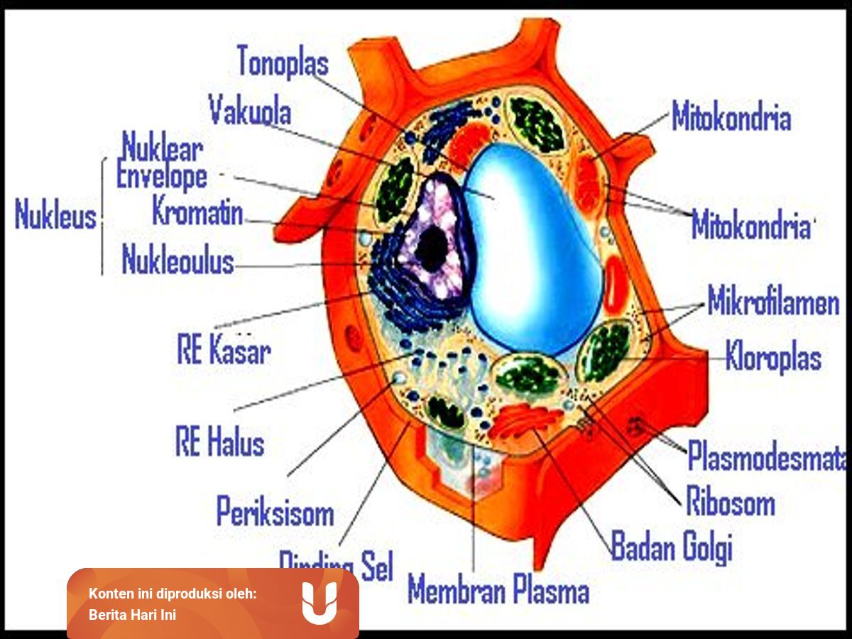 Mengenal 12 Macam Struktur Organel Sel Dari Inti Hingga Badan Mikro Kumparan Com