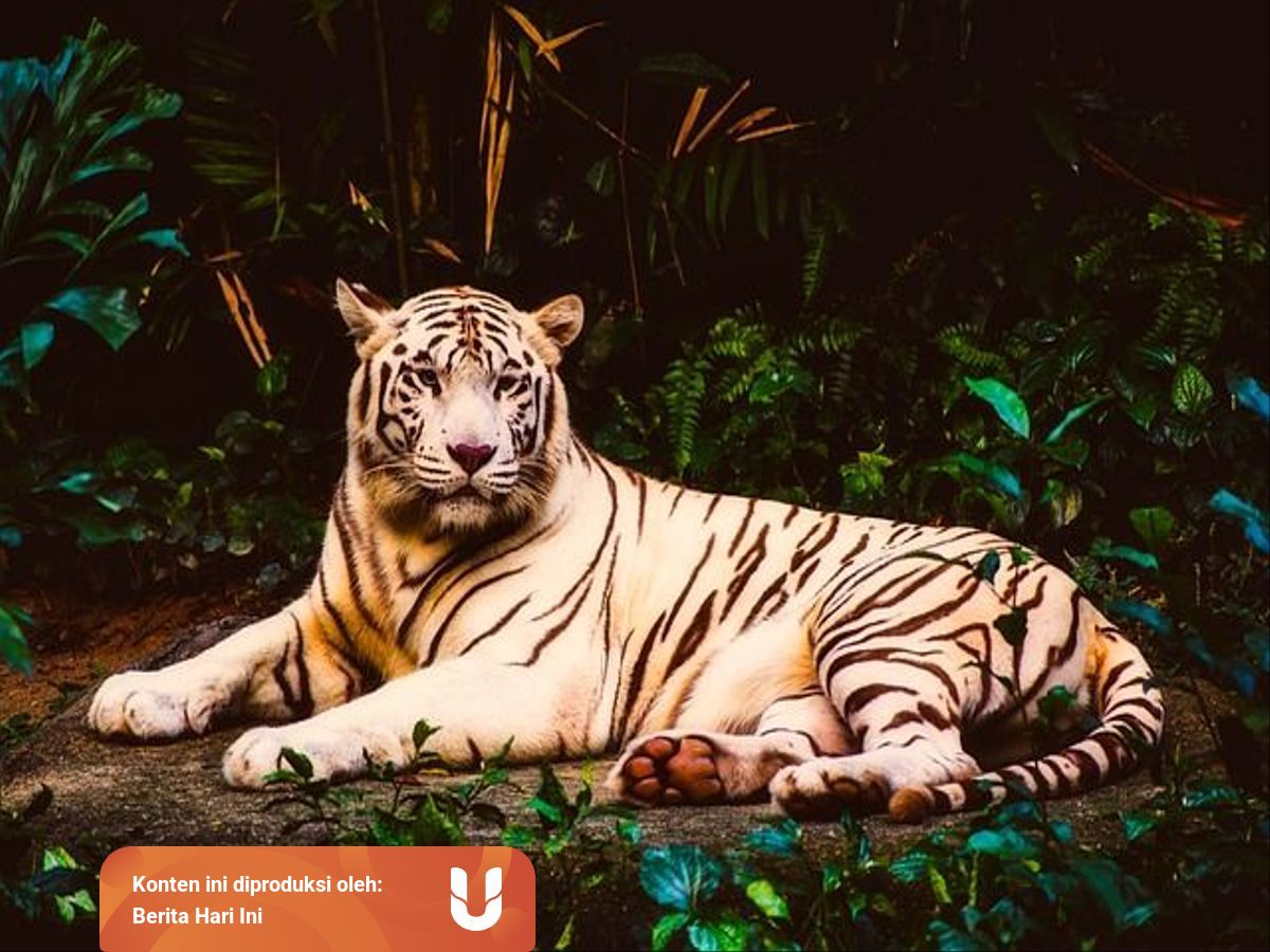 Apa Saja Upaya Untuk Melestarikan Hewan Dan Tumbuhan Yang Hampir Punah Kumparan Com