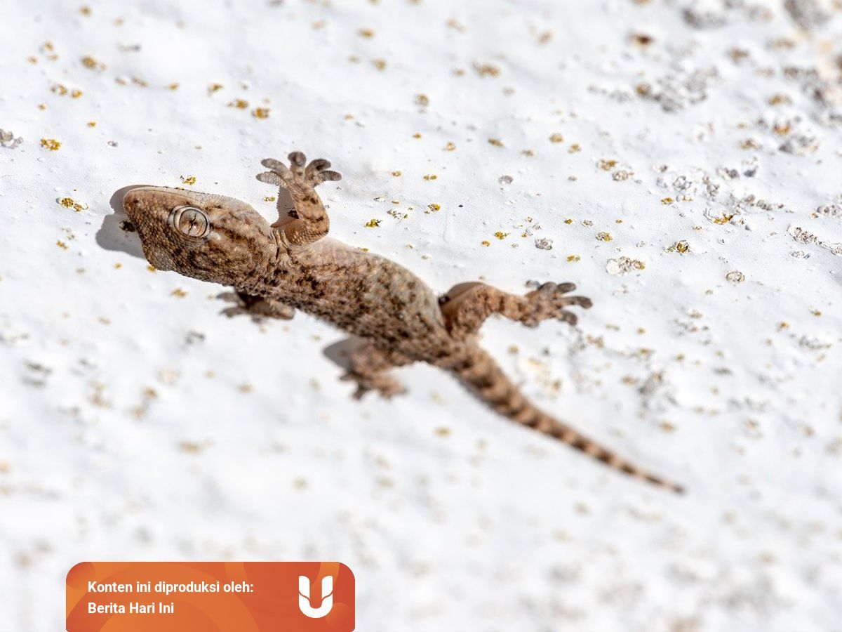 Arti Kejatuhan Cicak Menurut Primbon Jawa Dan Tradisi Hindhu Kumparan Com