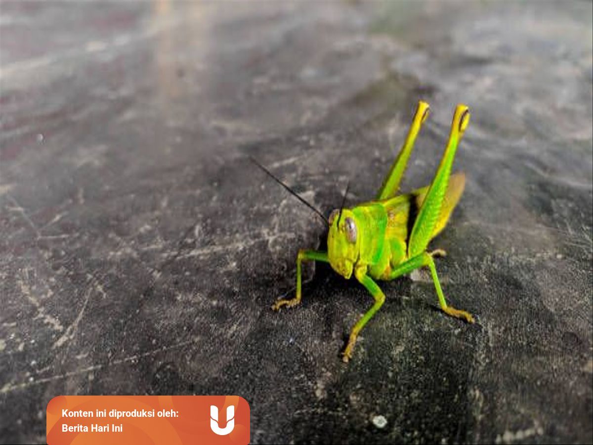 Proses Urutan Metamorfosis Belalang Mulai Dari Telur Hingga Belalang Dewasa Kumparan Com