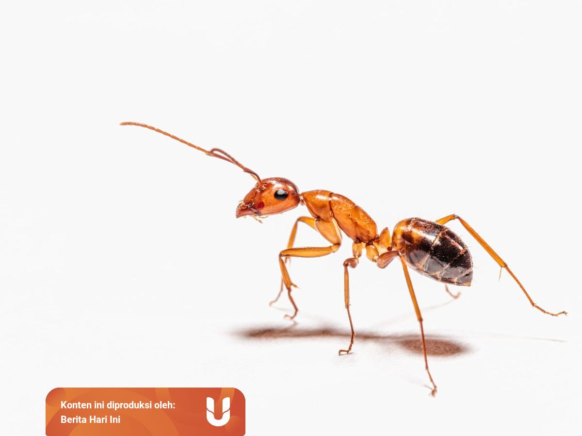 Doa Mengusir Semut Tanpa Membunuhnya Sesuai Ajaran Nabi Kumparan Com