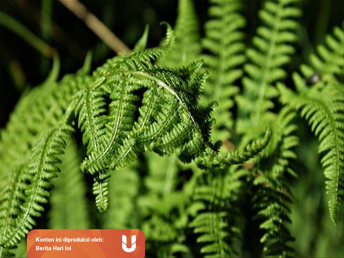 Kingdom Plantae Pengertian Ciri Dan Klasifikasi Kumparan Com