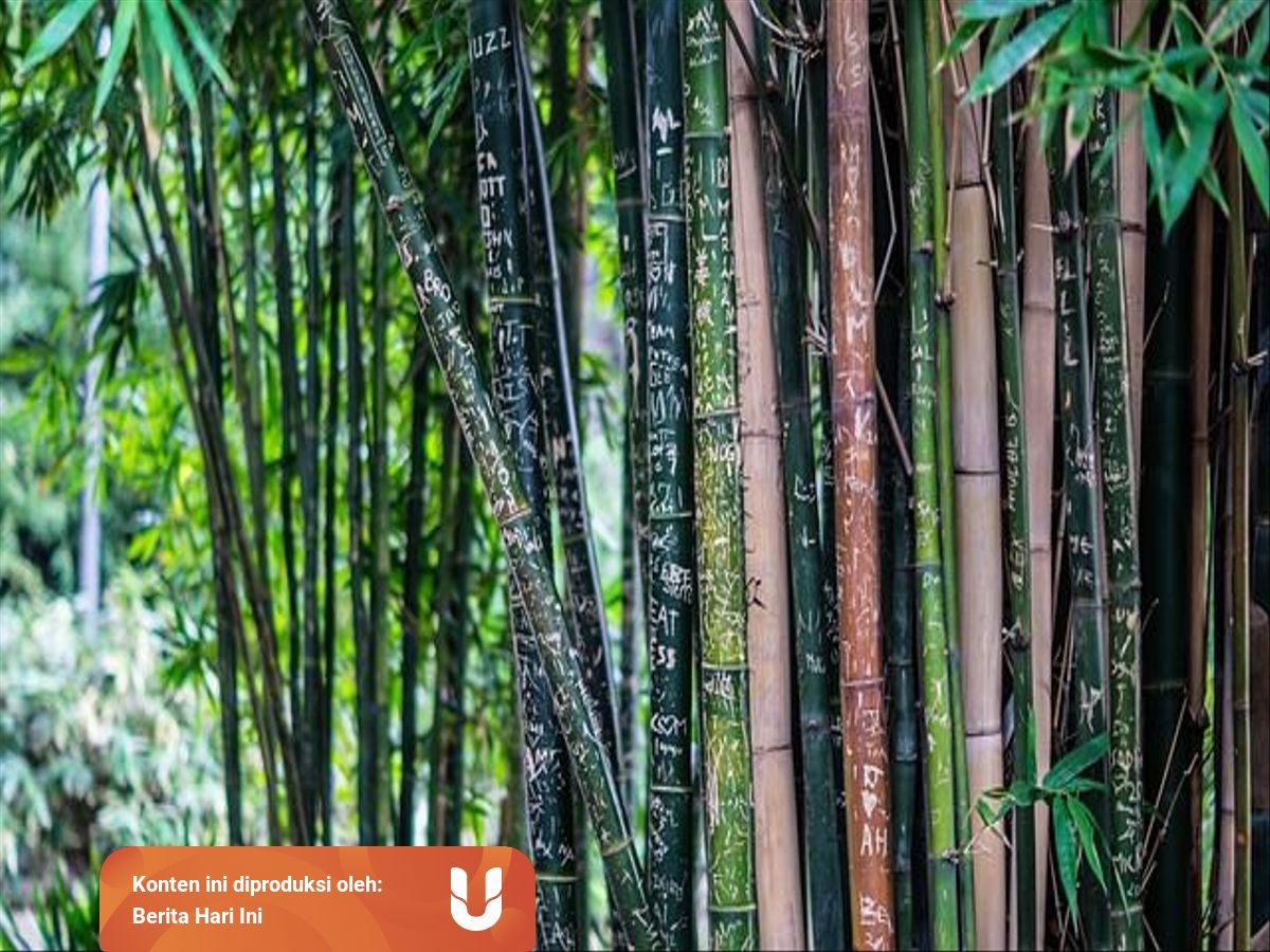 Bagaimana Cara Pohon Bambu Beradaptasi Dengan Lingkungan Sekitarnya Kumparan Com
