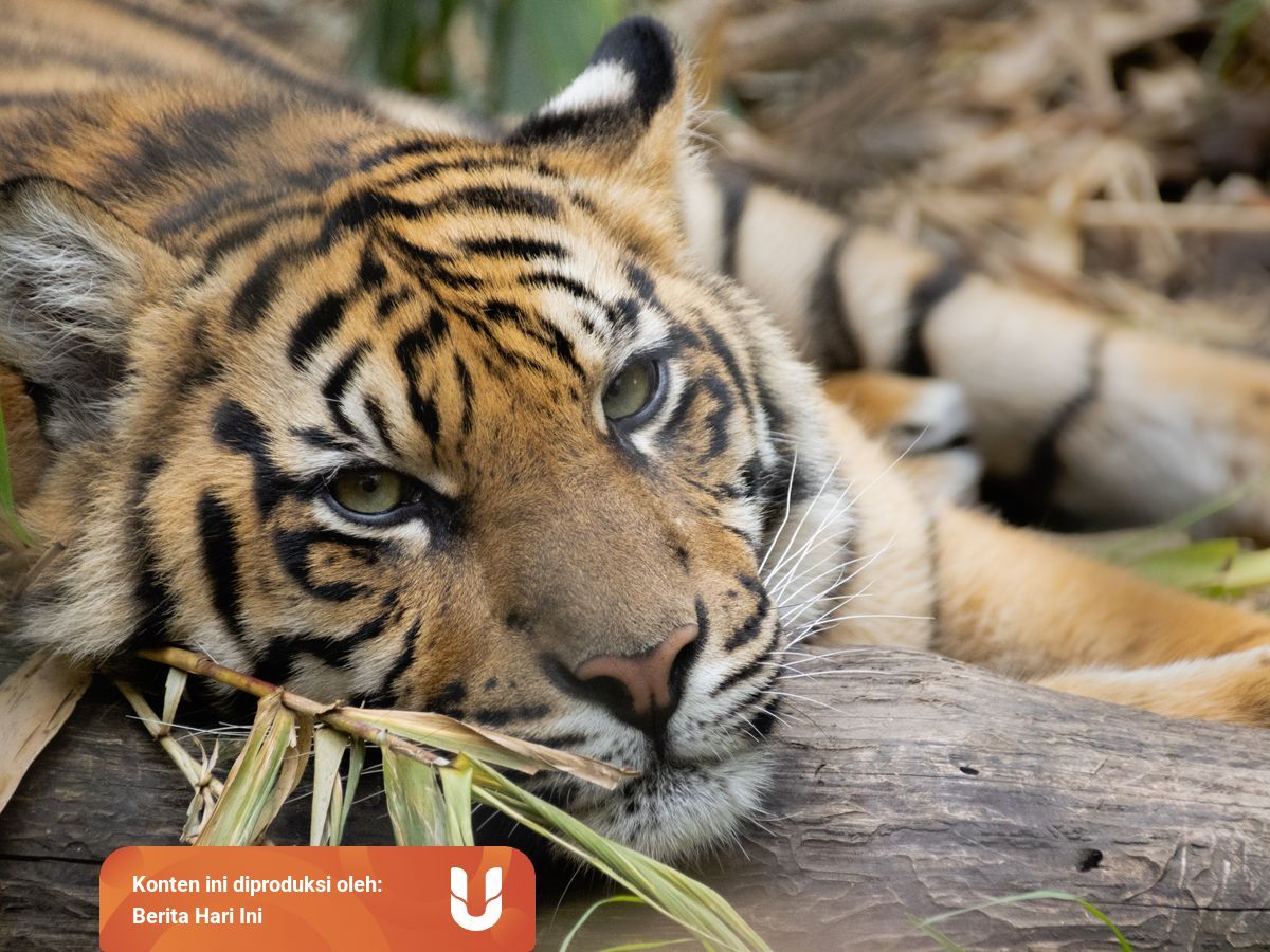 5 Hewan Langka Di Indonesia Yang Terancam Punah Kumparan Com