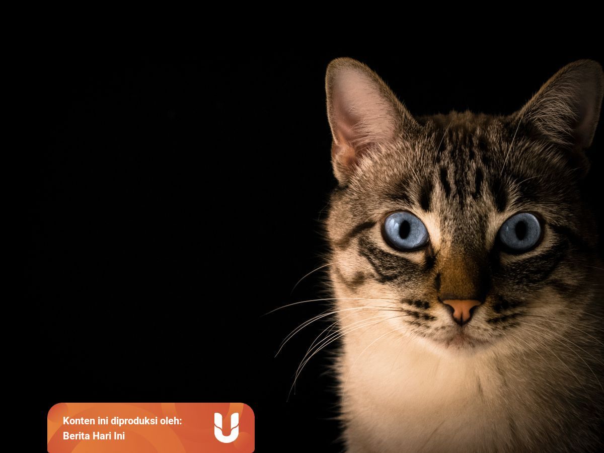 Kumpulan Arti Mimpi Kucing Pertanda Baik Atau Buruk Kumparan Com