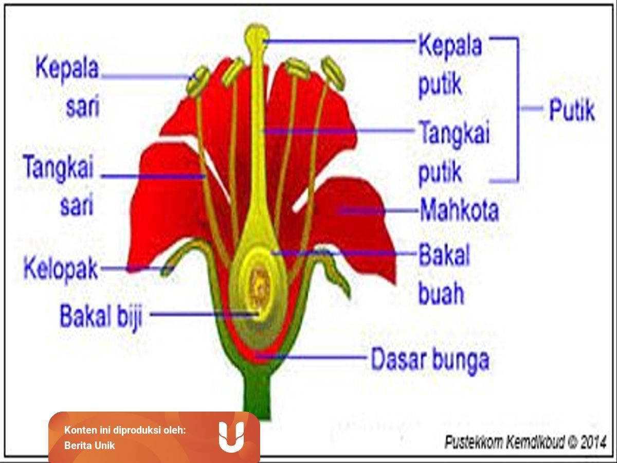 Perkembangan Hidup Tumbuhan Angiospermae Dan Penjelasannya Kumparan Com