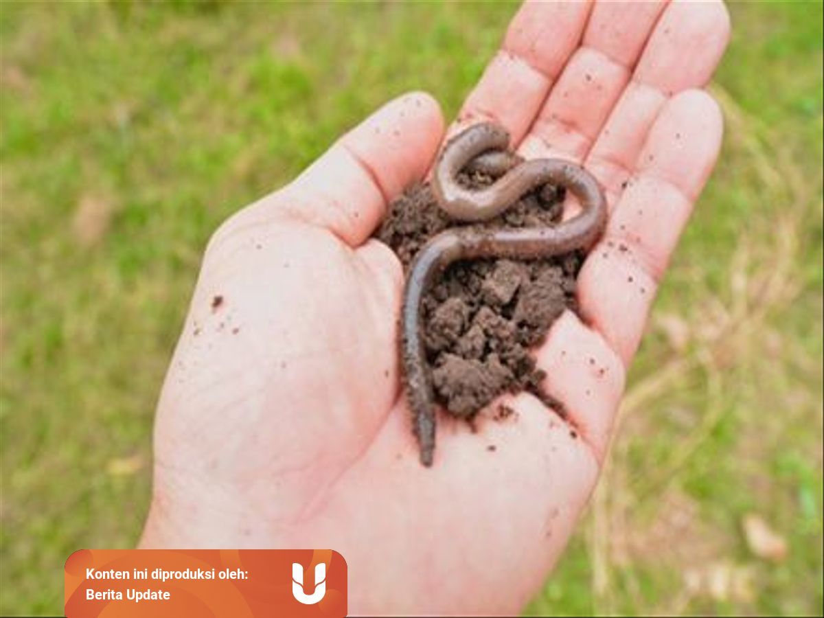 Mengenal Alat Dan Sistem Pernapasan Cacing Tanah Yang Unik Kumparan Com Mengenal Alat Dan Sistem Pernapasan Cacing Tanah Yang Unik Kumparan Com