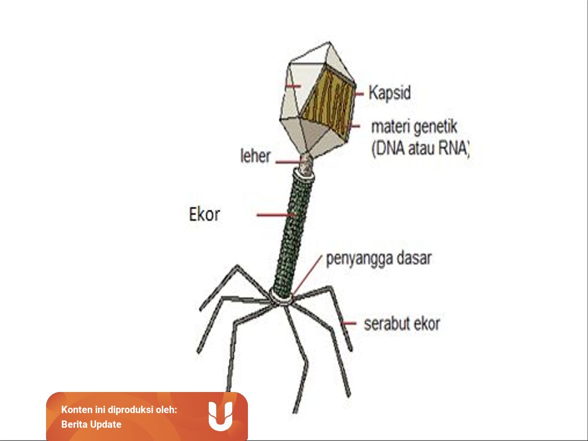 Struktur Virus Dan Ciri Cirinya Dibahas Di Sini Kumparan Com