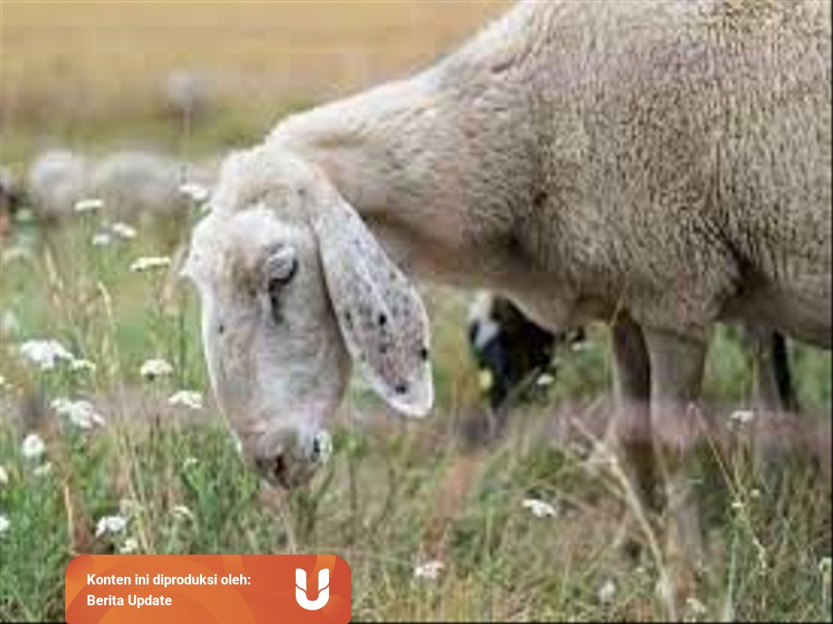 Contoh Hewan Pemakan Tumbuhan Yang Hidup Di Sekitar Kita Kumparan Com Contoh Hewan Pemakan Tumbuhan Yang Hidup Di Sekitar Kita Kumparan Com