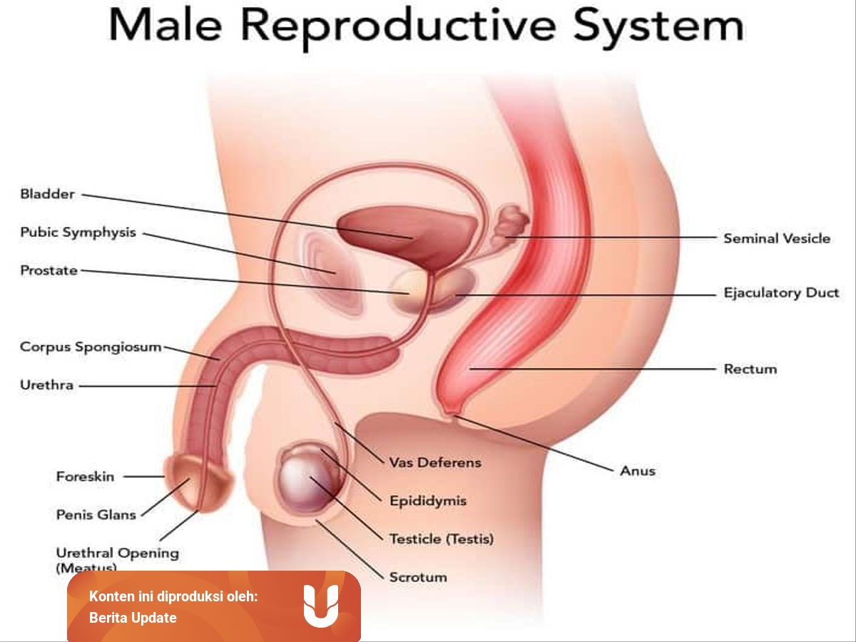 Berikut ini yang termasuk organ reproduksi pada laki laki adalah